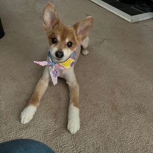 Meet your Posher, Krisy